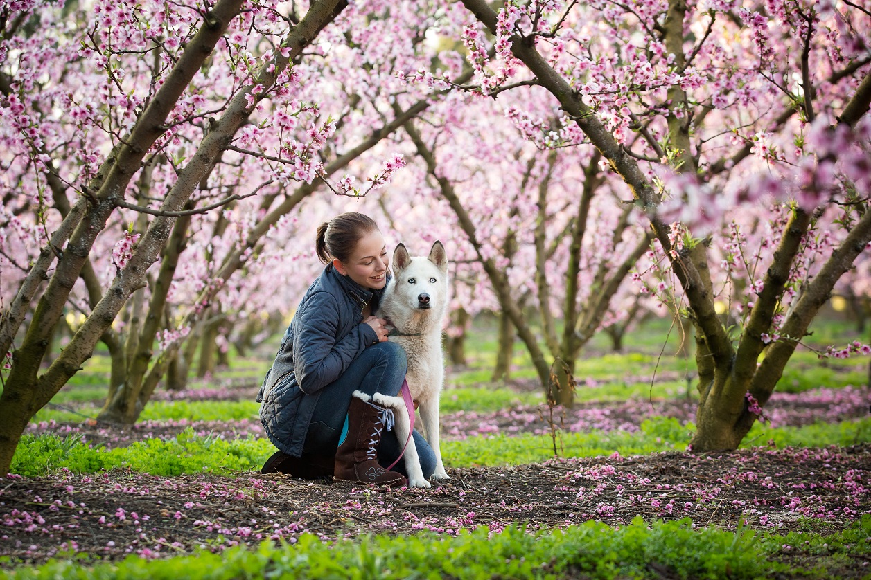dog care training care centre