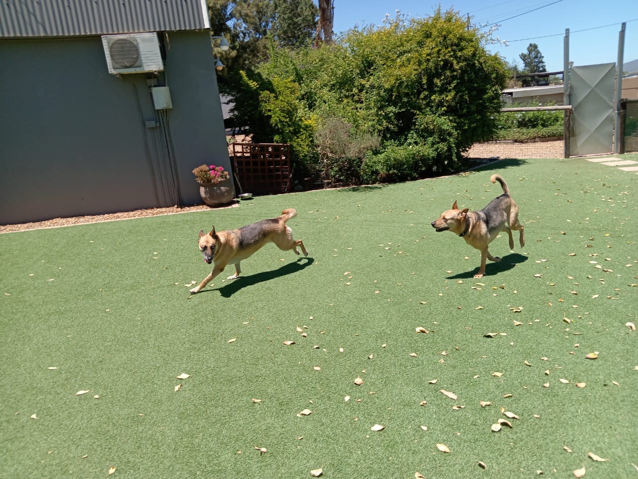 Dog care centre discount