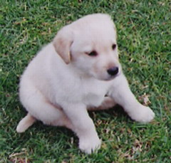 Gephetto as a puppy.