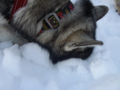 Dog testing his snow nose