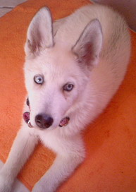 Eleven week old Alaskan husky