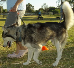 Dog learning to walk heel at puppy classes