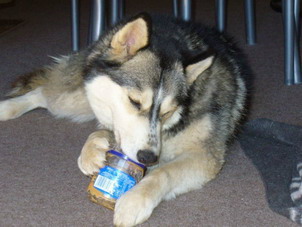Husky eating peanut butter